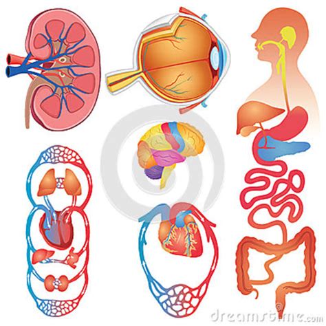 Human Body Parts Cartoon Vector 63299661