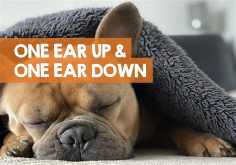 What It Means When A Dog Has One Ear Up And One Ear Down