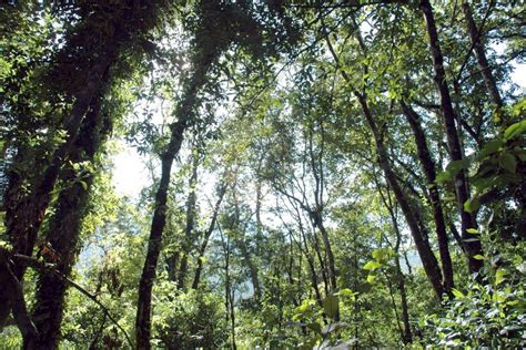 Hutan Pulau Kalimantan