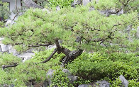 How To Grow And Care For Japanese Black Pine