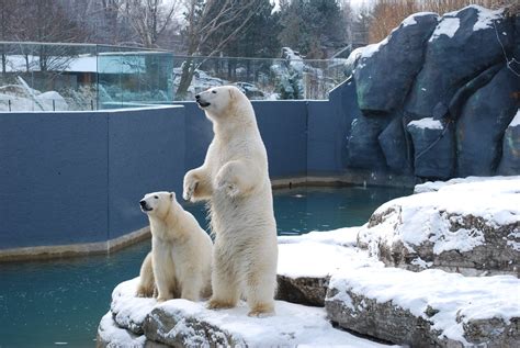 Toronto Zoo Polar Bears Andrea Darlington Flickr