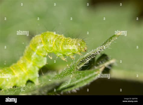 Snout Moth Caterpillar Stock Photo Alamy