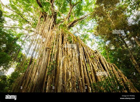 Famous Curtain Fig Tree In Atherton Tablelands Stock Photo Alamy