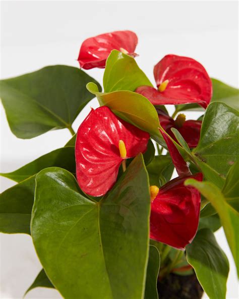 How To Grow And Care For Your Flamingo Flower Plant