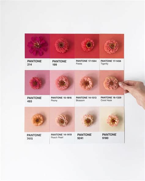 Pink To Peach Summer Palette By Longlivesimple 🌸 Pantone Palette