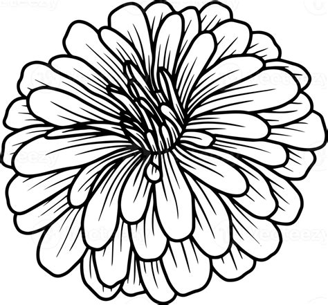 Hand Drawn Flower Sketch Line Art 10863269 Png