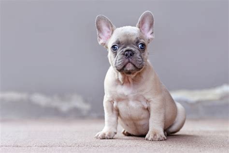 Lilac French Bulldog Everything To Know Frenchiewiki