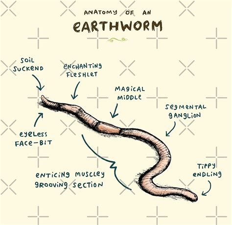 Anatomy Of An Earthworm By Sophie Corrigan Redbubble