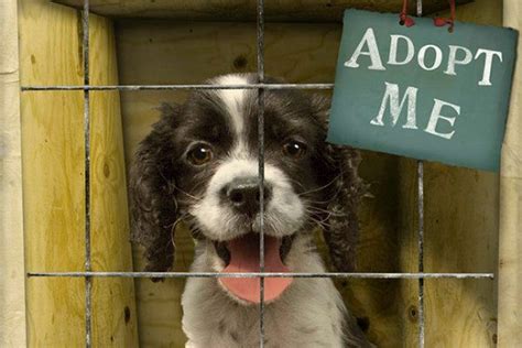 14 Reasons You Should Consider Adopting A Shelter Pet