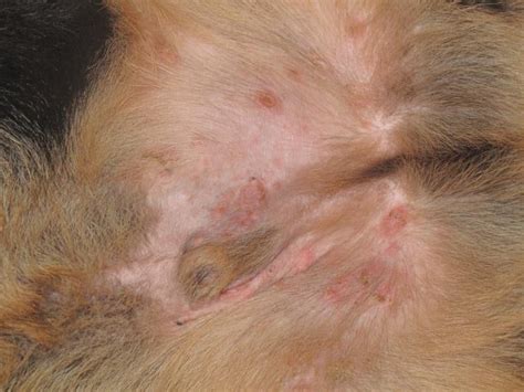 Rashes With Whiteyellow Crust Pic Attached German Shepherds Forum
