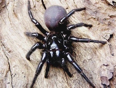 The Sydney Funnel Web Spider Animals Pinterest