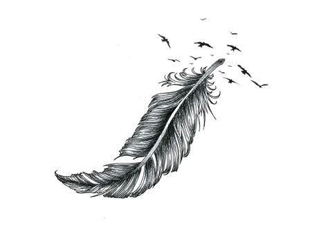 Black Feather Drawing At Explore Collection Of