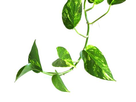 Swedish ivy ( plectranthus verticillatus) devil's ivy ( epipremnum. File:Epipremnum aureum vine.jpg - Wikimedia Commons