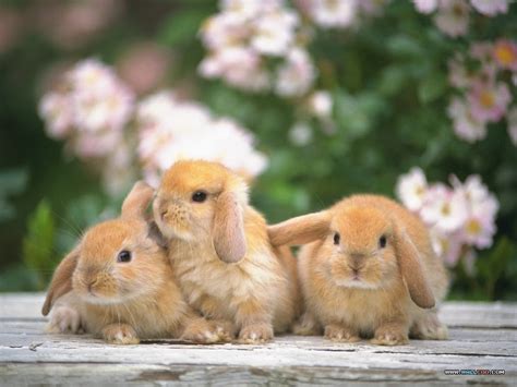 Lovable Images Download Rabbits Pictures Beautiful Rabbit Hd