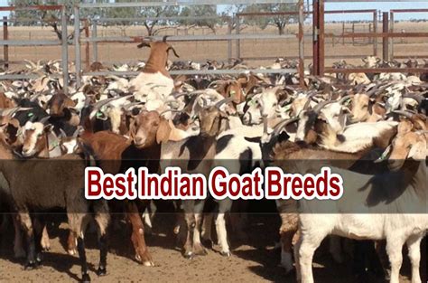 Top Most Profitable Goat Breeds Go For These Species And Increase Your
