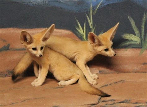 Top 10 Cutest Fennec Foxes Yummypets