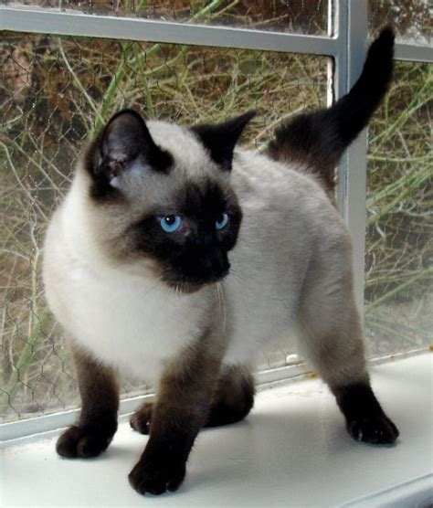Siamese Cat Biological Science Picture Directory