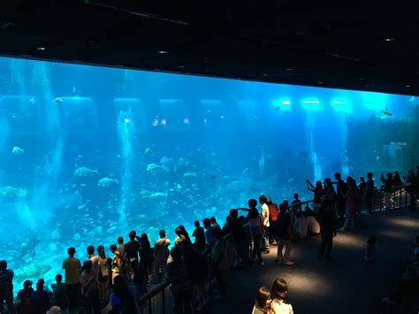 Singapore Main Tank At The Sea Aquarium Sea Aquarium Singapore Holiday 2016