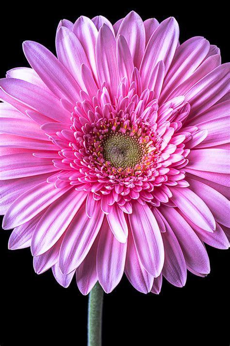 Pink Gerbera Daisy Close Up Photograph By Garry Gay Fine Art America