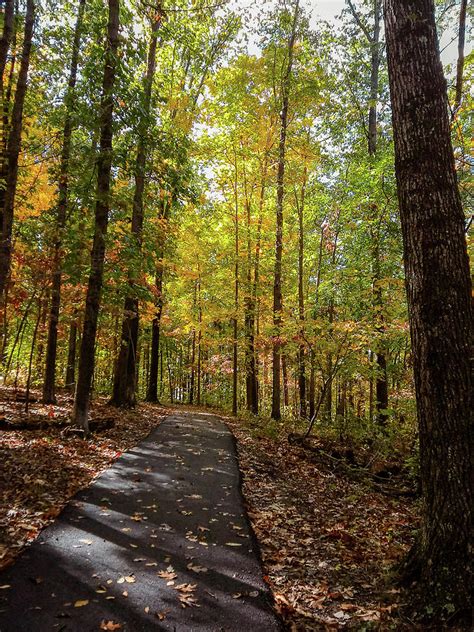 Autumn Pathway Photograph By David Beard Fine Art America