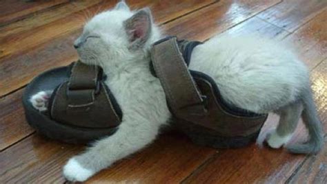 Cats pose a suffocation risk to babies and young kids. 25 hilarious photos of cats in a food coma. If you have a ...