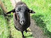 young black sheep Free Photo Download | FreeImages