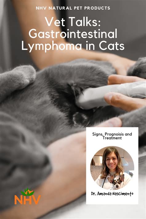 Vet Talks Gastrointestinal Lymphoma In Cats Gastrointestinal