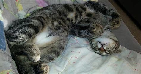 Cats Sleep In Such Silly Positions 2 Bonus More Feetie Curls Imgur