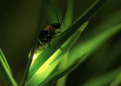 The Science Of Fireflies Mississippi State University Extension Service