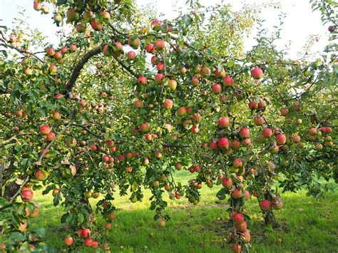 Free Stock Photo Apple Apple Tree Fruit Red Free Image On Pixabay