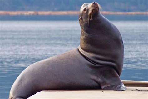 Seals and sea lions are found in many of america's national marine sanctuaries. West coast group campaigns for seal, sea lion harvest ...
