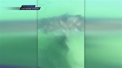 Shark Spotted In Waters Off Chatham