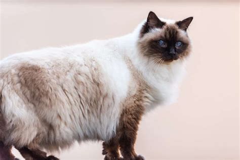 Long Haired Siamese Cat