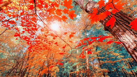 25 Best Autumn Wallpaper Aesthetic Laptop You Can Download It At No