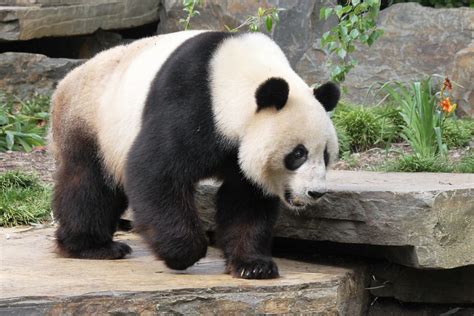Panda Img6624 Giant Panda Ailuropoda Melanoleuca At Ade Flickr