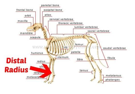 Spaakbeen Hond Do Dogs Have A Collarbone Dog Leg Dog Anatomy