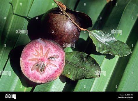 Fruit De La Passion Ile De La Martinique Departement Et Region D´outremer Francais Archipel Des