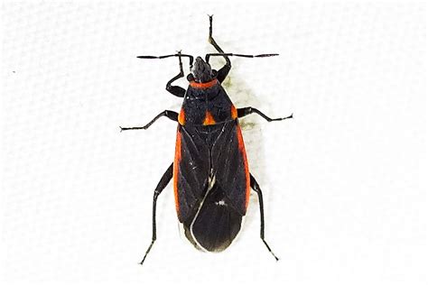 Seed Bug Melacoryphus Lateralis Imperial County Califor Flickr