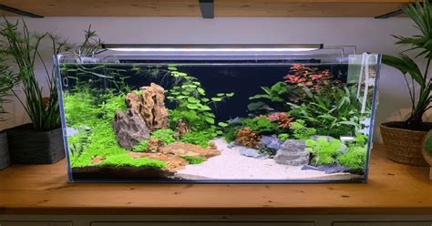 5 Best Tank Decor Ideas You Can Try Guy About Home