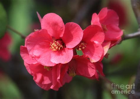 Pink Flowering Quince Photograph By Carol Groenen