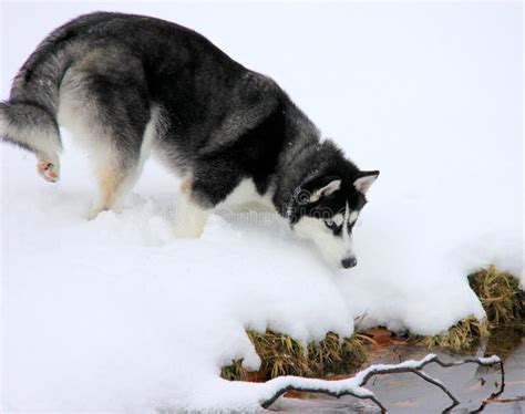 Siberian Husky Puppy Jump High On Snow Stock Photo Image Of Snow