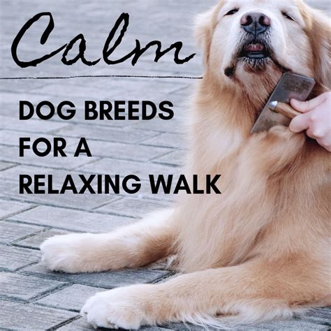 8 Best Calm Dog Breeds For A Relaxing Walk Pethelpful