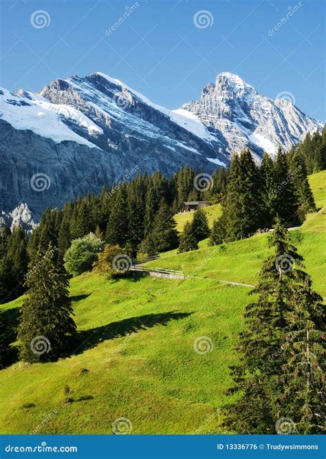 Swiss Alps And Green Meadow Stock Photo Image Of Pine Hiking 13336776