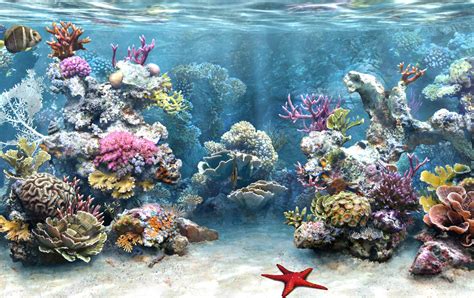 Download Live Wallpaper Aquarium Background By Kristinamorgan Real