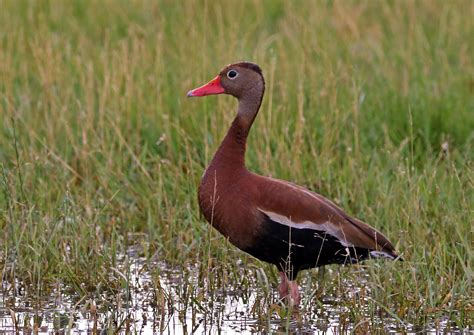 Black Bellied Whistling Duck