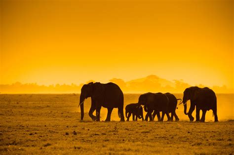 Elephants In The Sunset Papel De Parede Hd Plano De Fundo 2409x1600