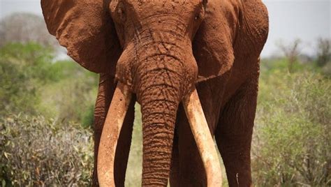 Poachers Blamed For Widespread Elephant Killings