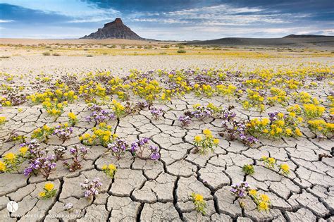 A Rare Phenomenon Of Blooming Flowers In The Badlands Of Utah Usa