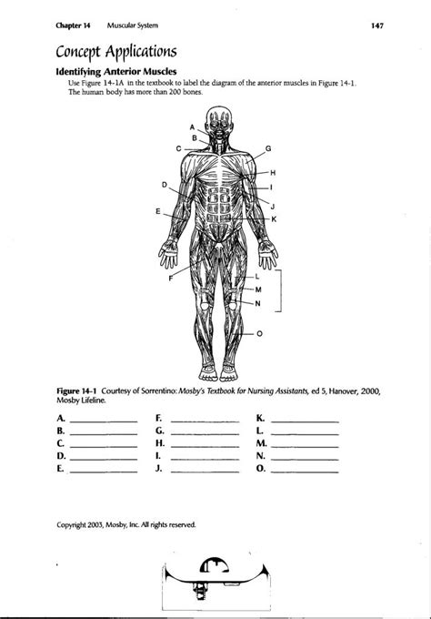 Muscular system fact book, types of muscles, skill pages. Human Anatomy Labeling Worksheets Human Body Muscle ...