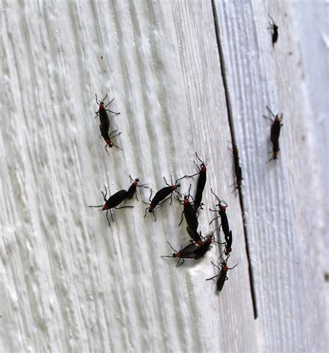 Tiny Flying Bugs In Bedroom